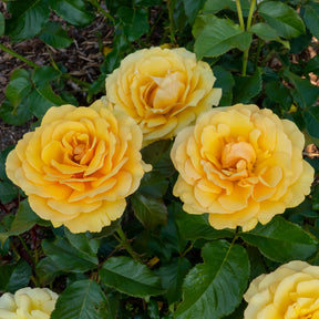 Roos 'Amber Queen'® - Willemse