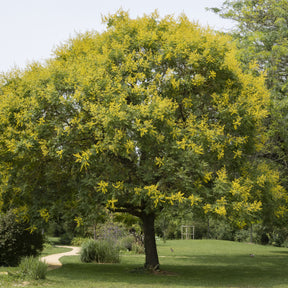 Lampionboom - Willemse