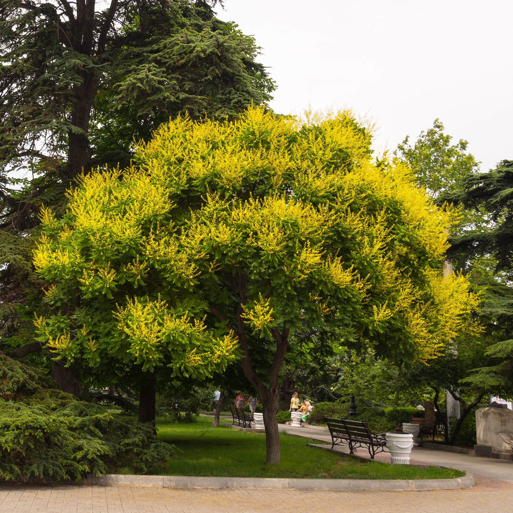 Lampionboom - Bomen - Willemse