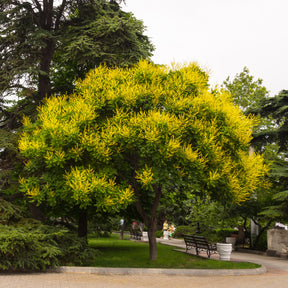 Lampionboom - Bomen - Willemse
