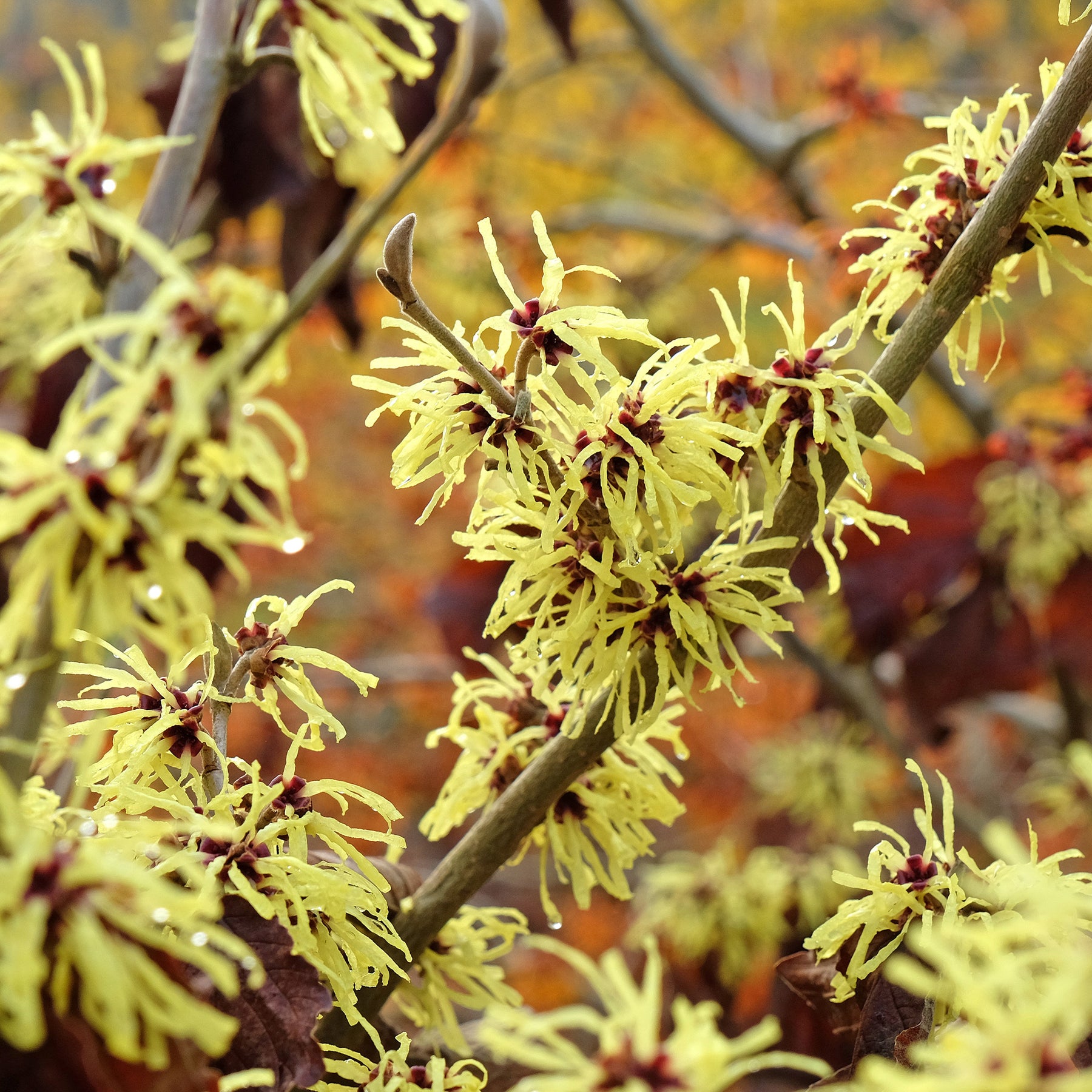 Hamamelis intermedia 'sunburst' - Sunburst' Chinese toverhazelaar - Balkon- en terrasplanten