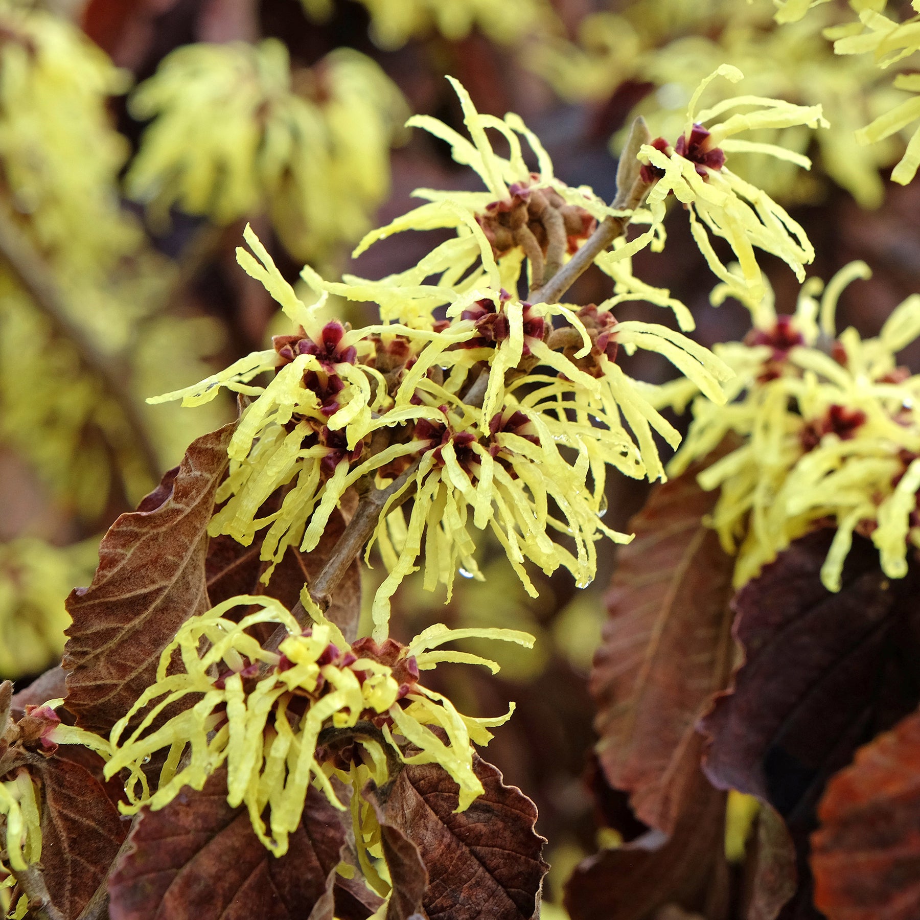 Sunburst' Chinese toverhazelaar - Willemse
