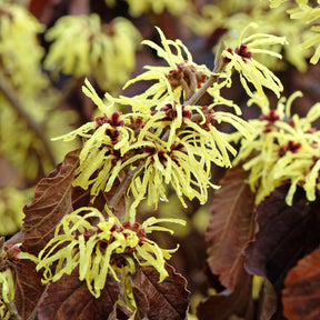Sunburst' Chinese toverhazelaar - Willemse