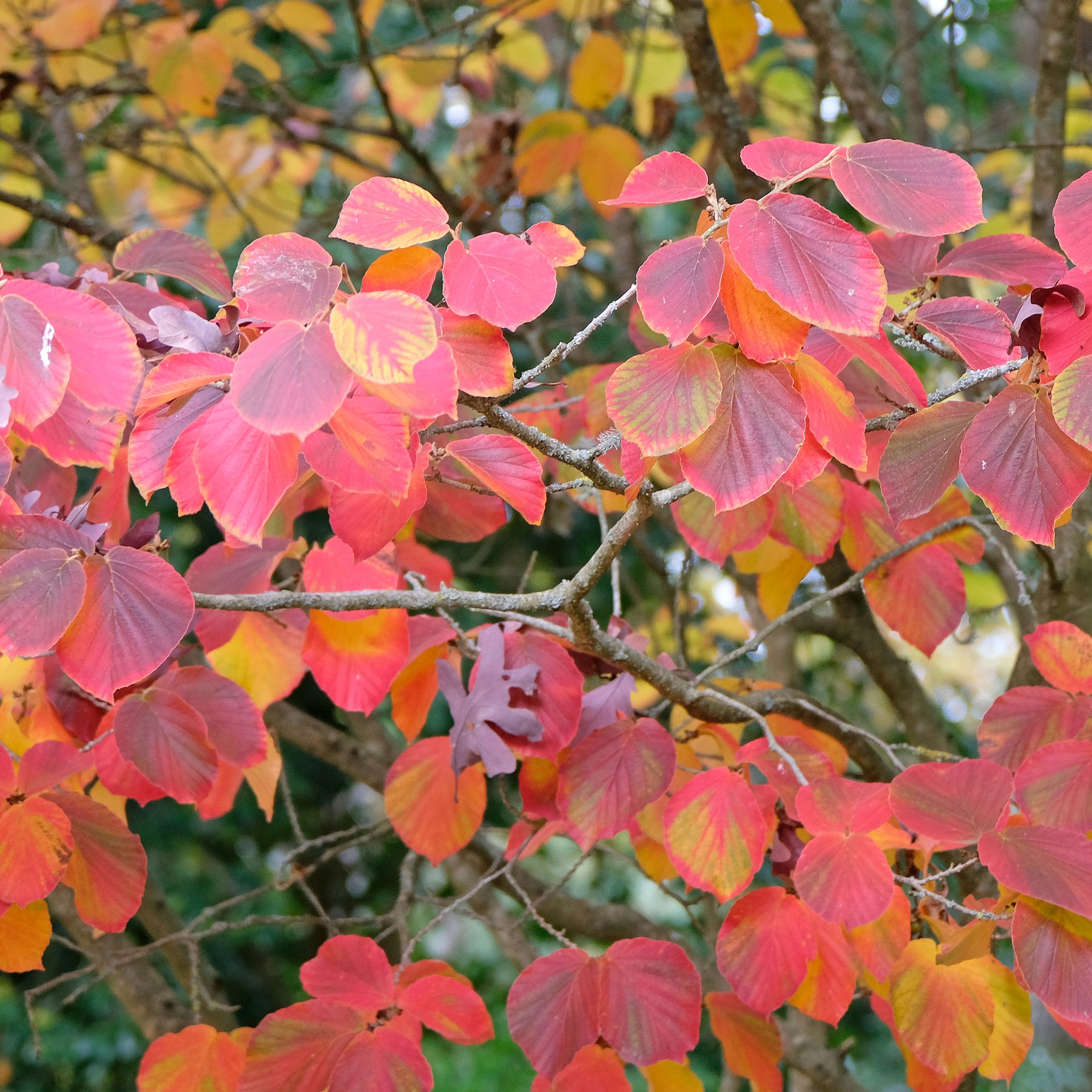 Sunburst' Chinese toverhazelaar - Hamamelis intermedia 'sunburst' - Willemse