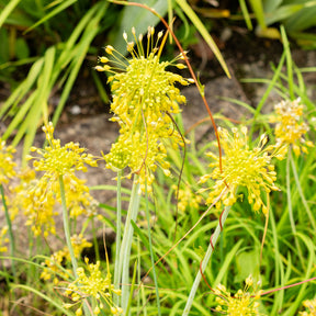 Vaste planten - Gele look - Allium flavum