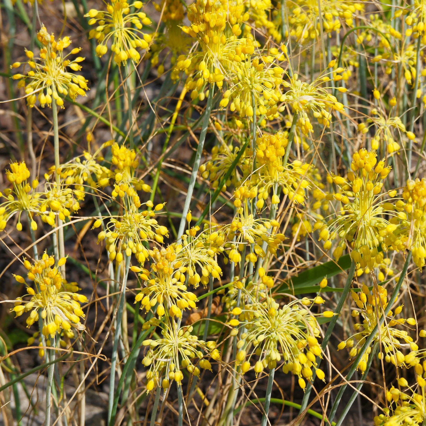 Gele look - Allium flavum - Willemse