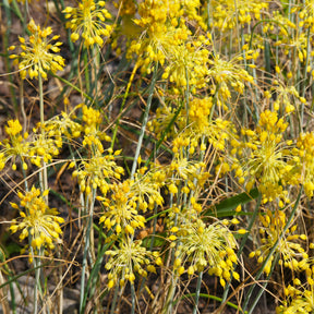 Gele look - Allium flavum - Willemse