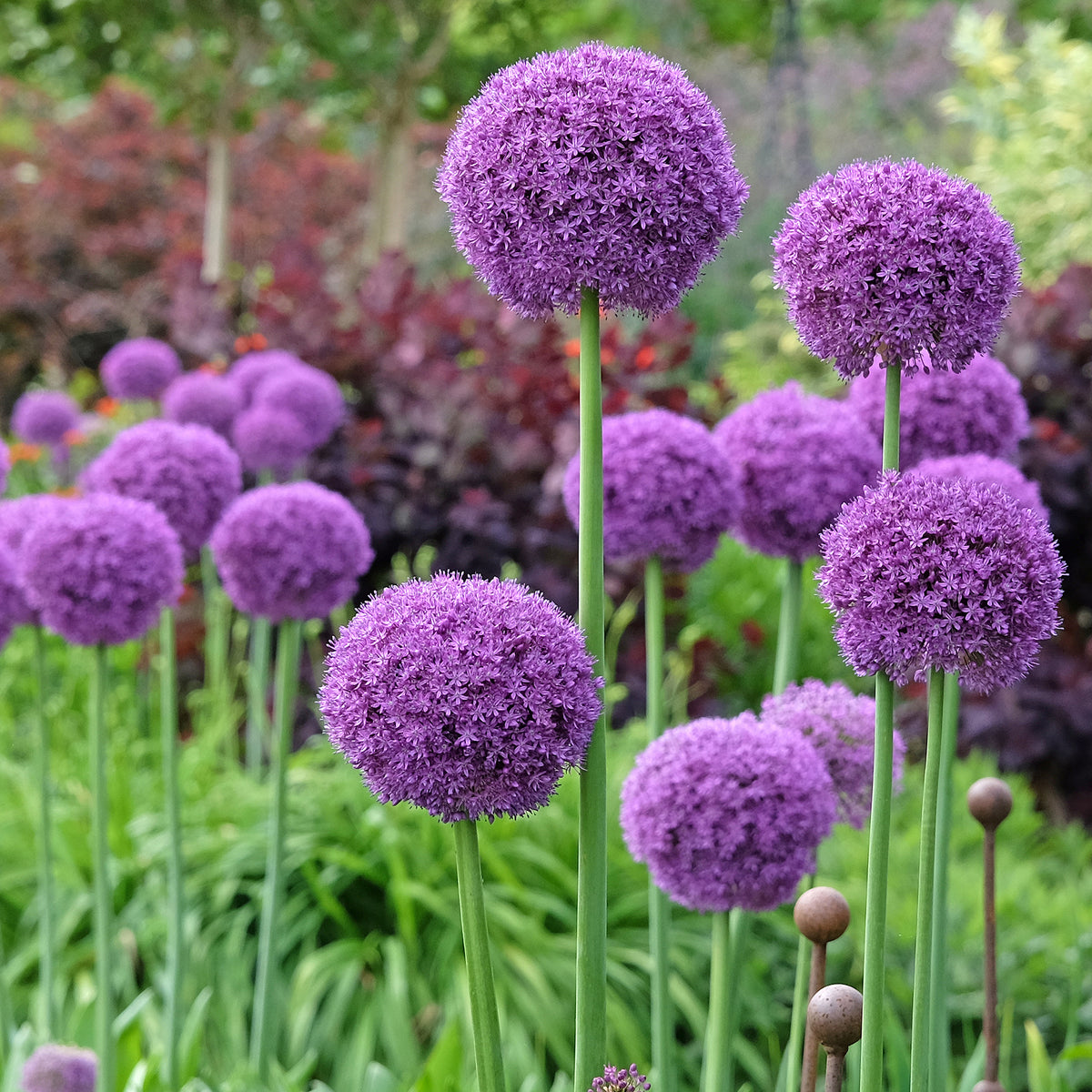 Grote sierui - Allium giganteum - Willemse