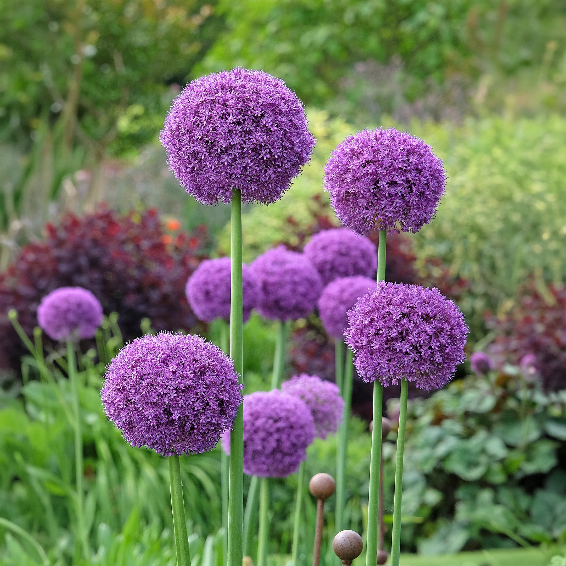 Vaste planten - Grote sierui - Allium giganteum