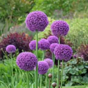 Vaste planten - Grote sierui - Allium giganteum