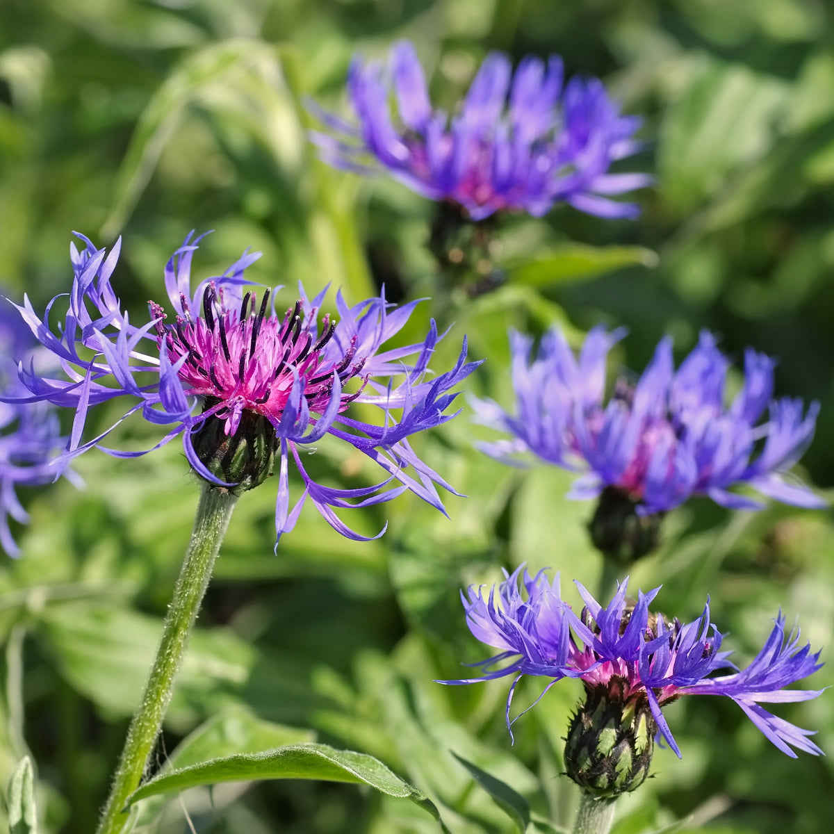 Bergcentaurie - Centaurea montana - Willemse