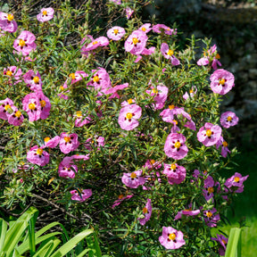 Roze cistusroos - Willemse