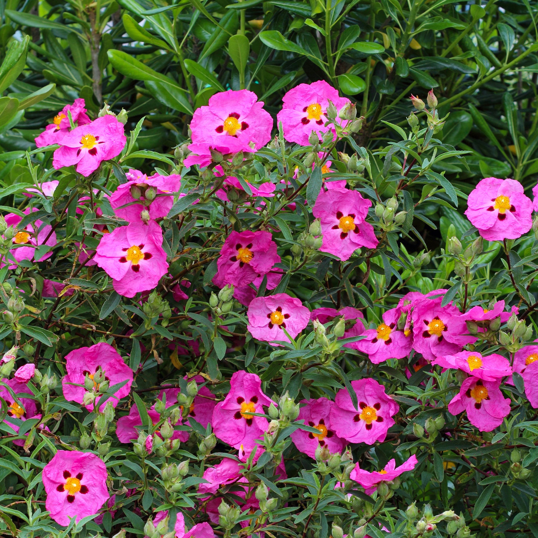 Roze cistusroos - Cistus purpureus - Willemse