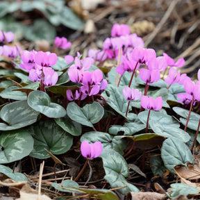 Cyclamen coum - Alpenviooltje - Vaste planten