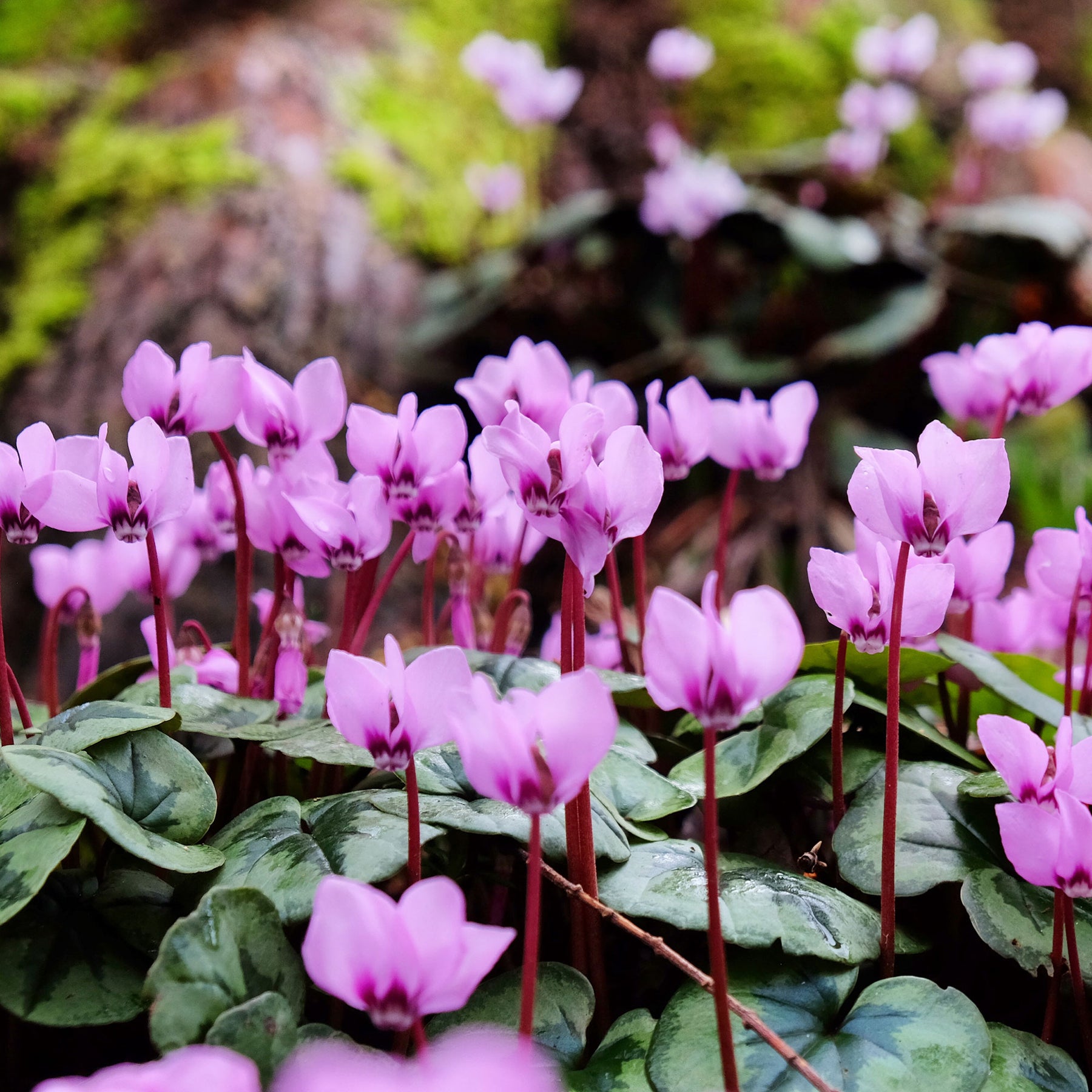 Alpenviooltje - Cyclamen coum - Willemse