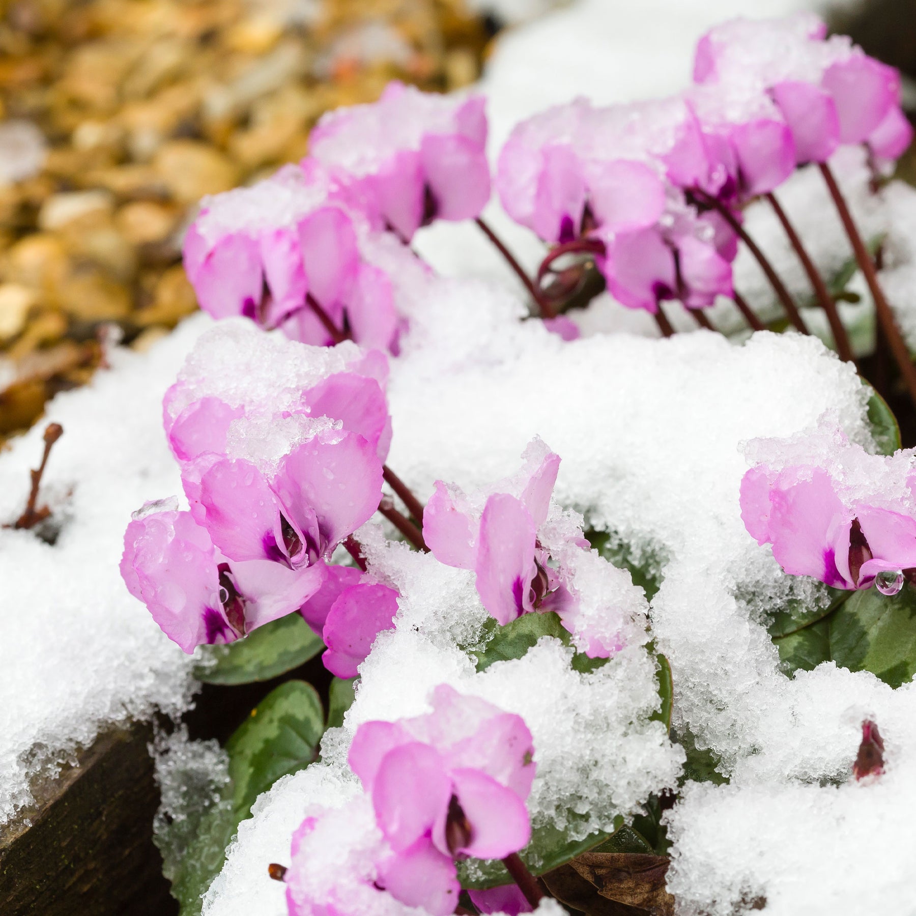 Alpenviooltje - Vaste planten - Willemse