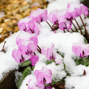 Alpenviooltje - Vaste planten - Willemse