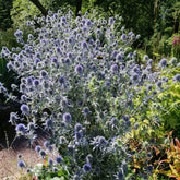 Blauwe distel - Kruisdistel - Willemse