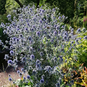 Blauwe distel - Kruisdistel - Willemse