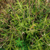 Siciliaanse wolfsmelk - Willemse