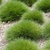 Blauw schapegras Gautier - Willemse