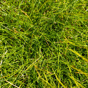 Schapenvenkel - Blauw schapegras Gautier - Festuca gautieri (scoparia)