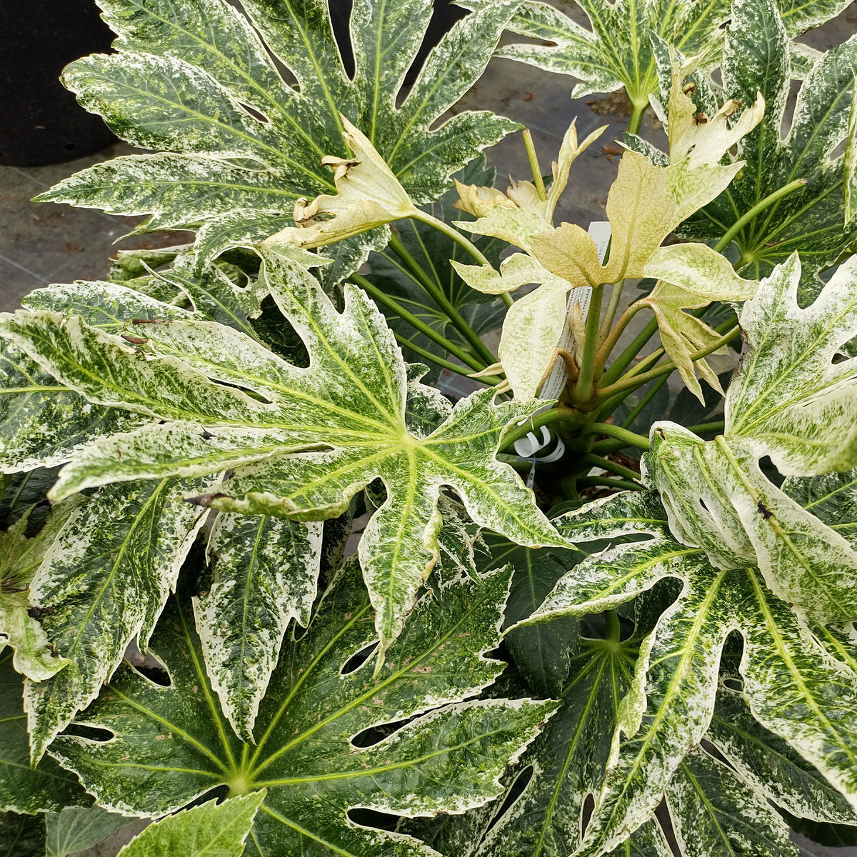 Vingerplant 'Spider Web' - Fatsia japonica Spider Web - Willemse