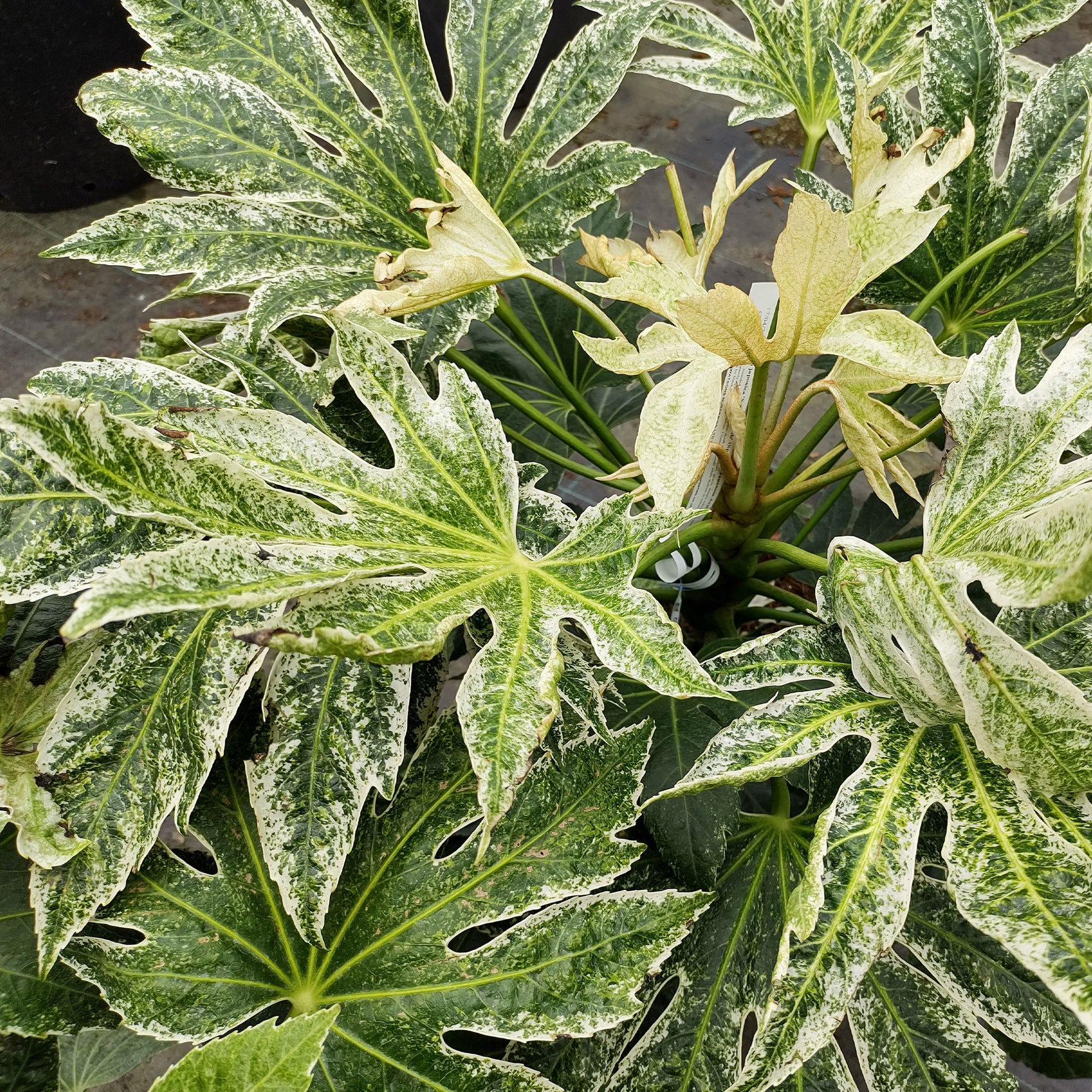 Vingerplant 'Spider Web' - Fatsia japonica Spider Web - Willemse