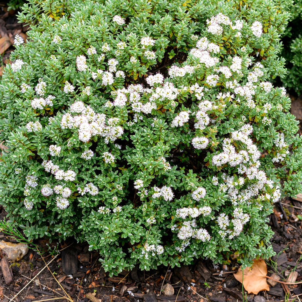 Struikveronica - Hebe carnosula - Willemse