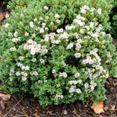 Struikveronica - Hebe carnosula - Willemse