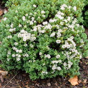 Struikveronica - Hebe carnosula - Willemse