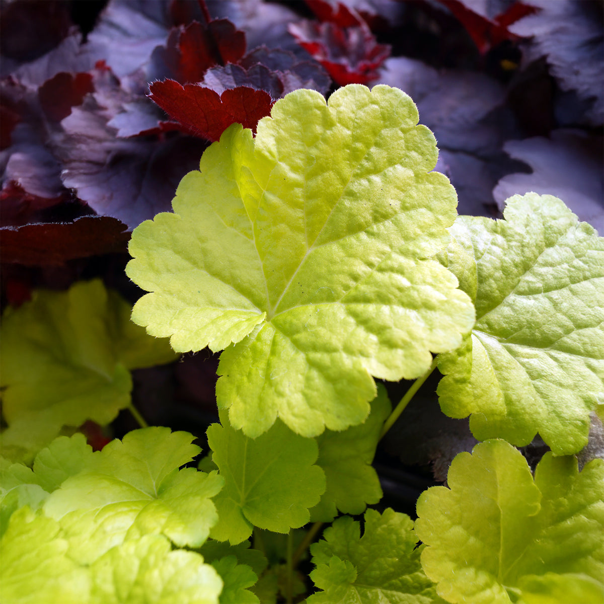 Heuchera sweet tart - little cutie series - Purperklokje 'Sweet Tart' - Heuchera - Purperklokje