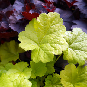 Heuchera sweet tart - little cutie series - Purperklokje 'Sweet Tart' - Heuchera - Purperklokje