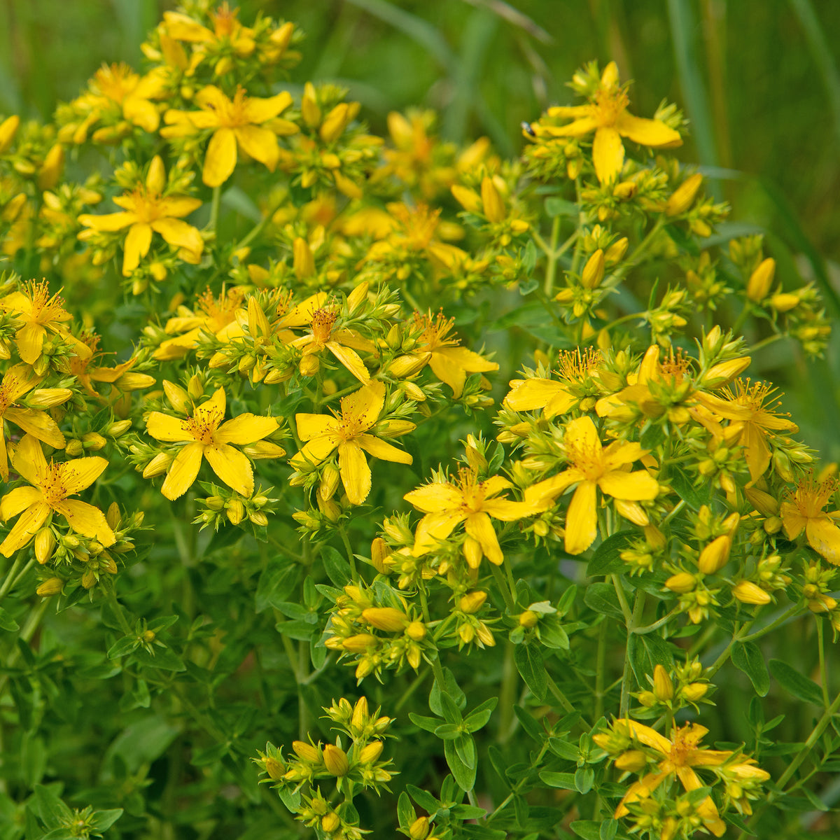 Hypericum perforatum - Sint-Janskruid - Vaste planten