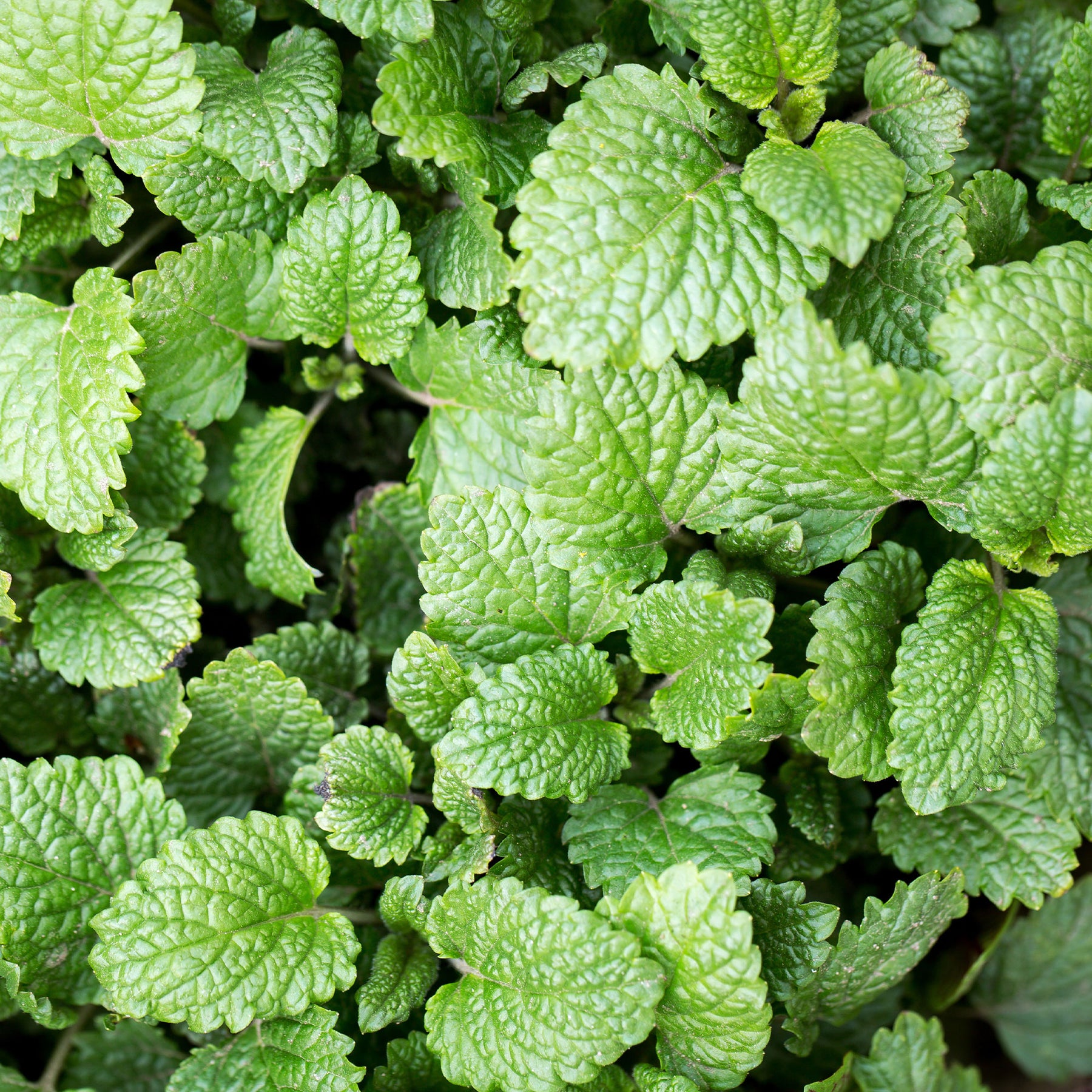 Citroenmelisse - Melissa officinalis - Willemse