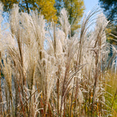 Prachtriet 'Malepartus' - Miscanthus sinensis malepartus - Willemse