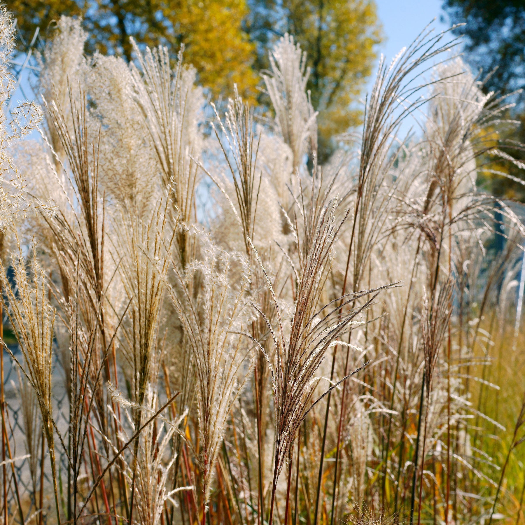 Prachtriet 'Malepartus' - Miscanthus sinensis malepartus - Willemse