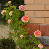 Klimroos 'Alchymist' - Rosa alchymiste - Willemse