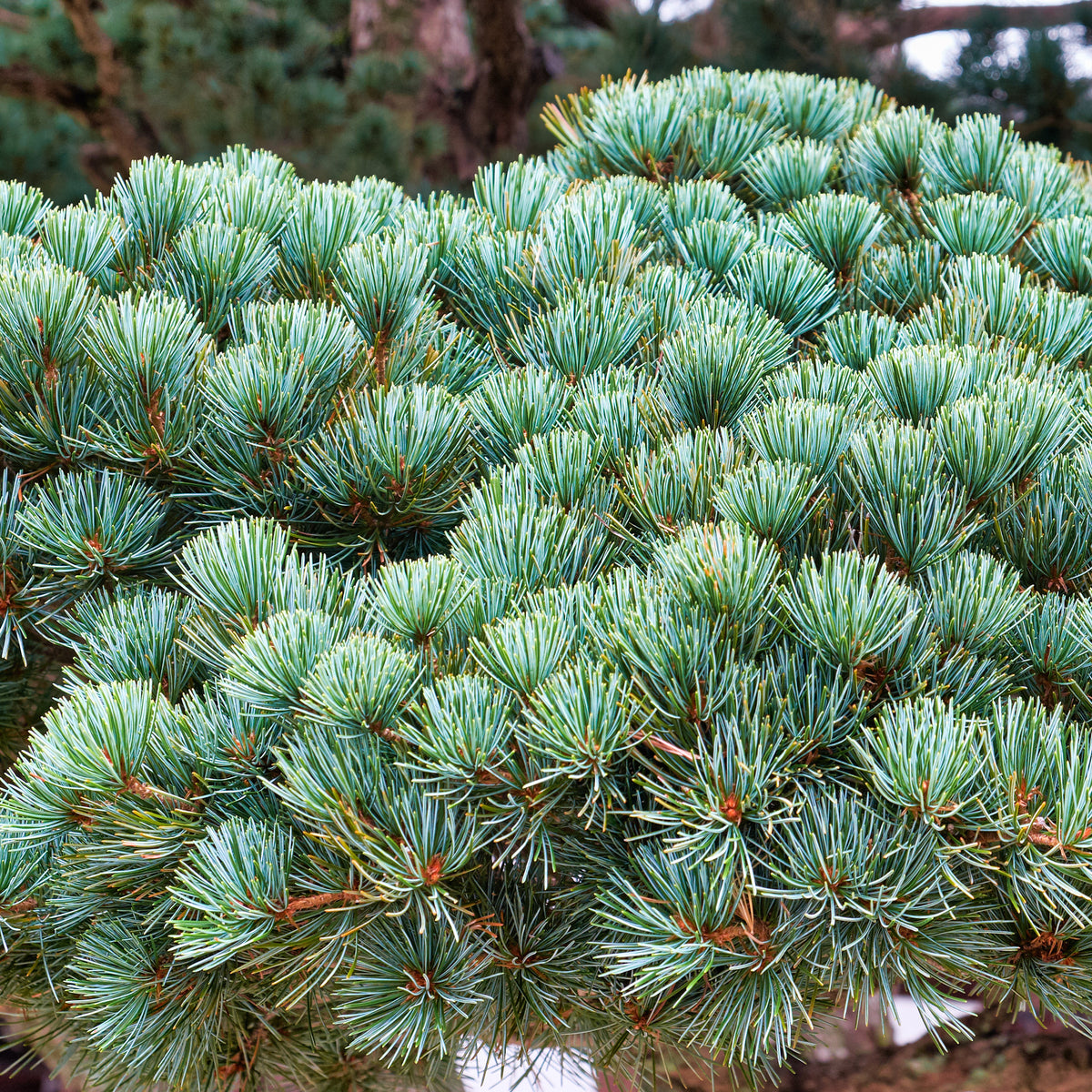 Japanese witte den - Pinus parviflora Negishi - Willemse
