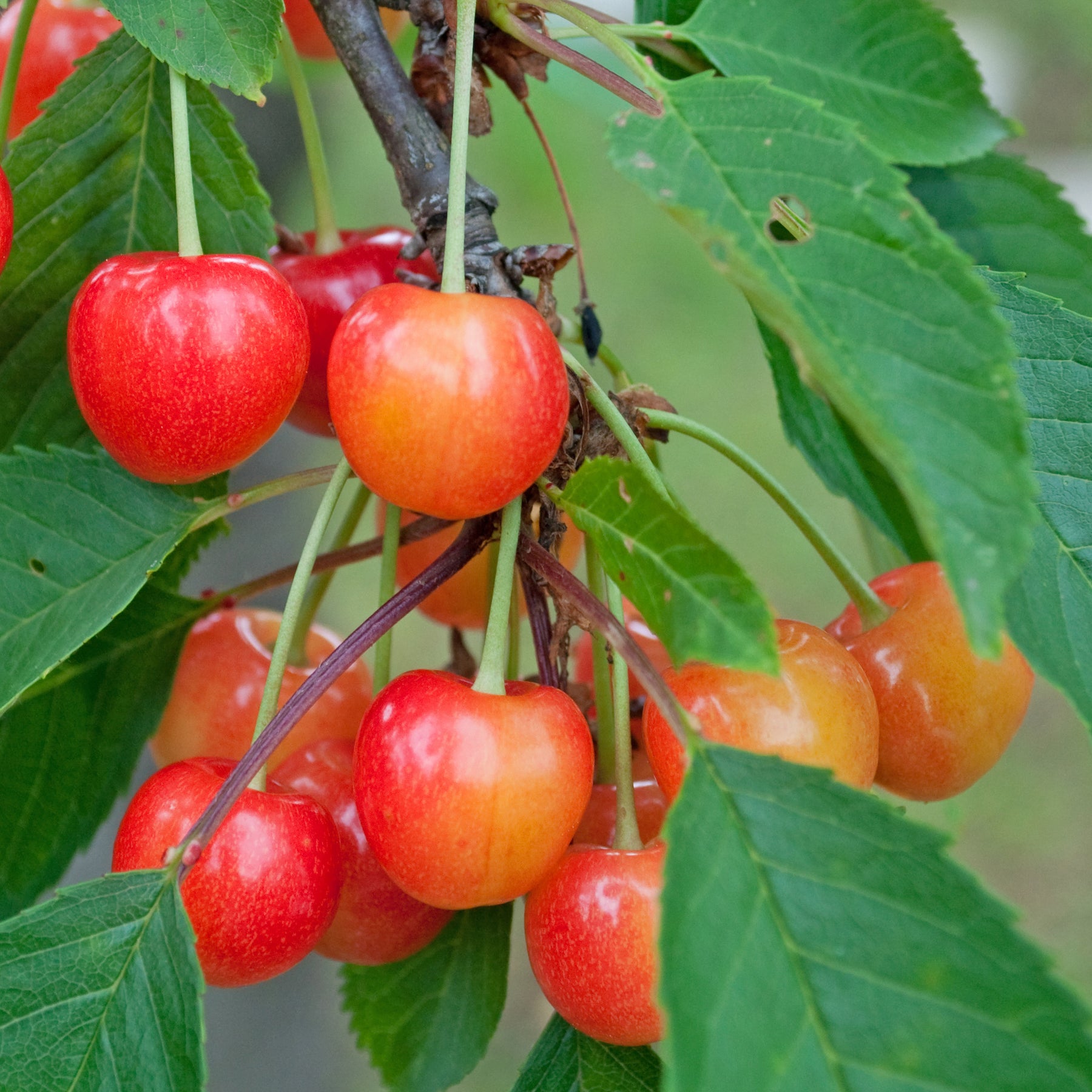 Prunus avium coeur de pigeon - Zoete kers 'Coeur de Pigeon' - Kersenbomen