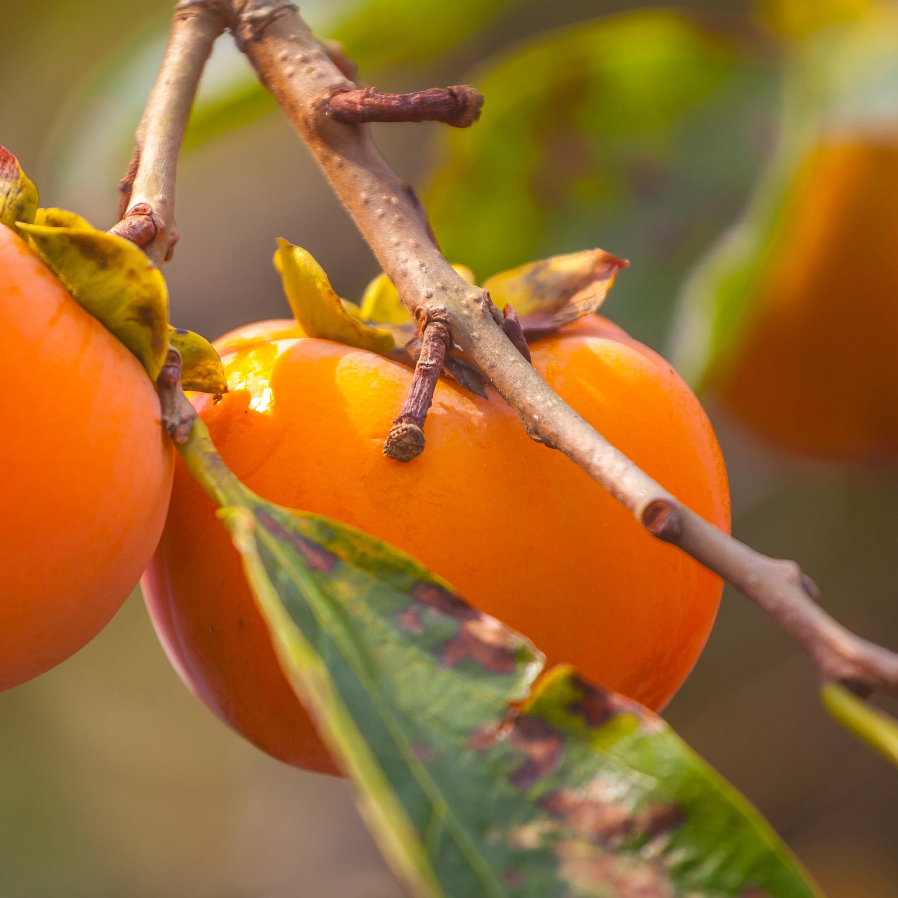 Kakiboom 'Rojo Brilliante' - Kaki diospyros rojo brillante - Willemse