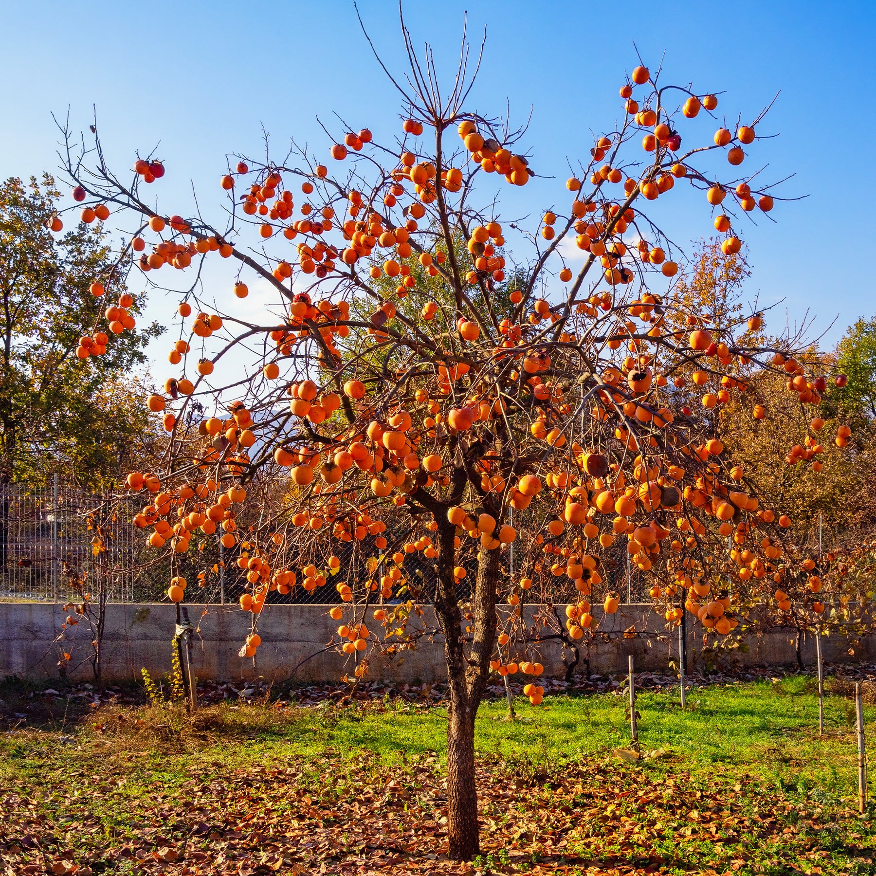 Kakibomen - Kakiboom 'Rojo Brilliante' - Kaki diospyros rojo brillante
