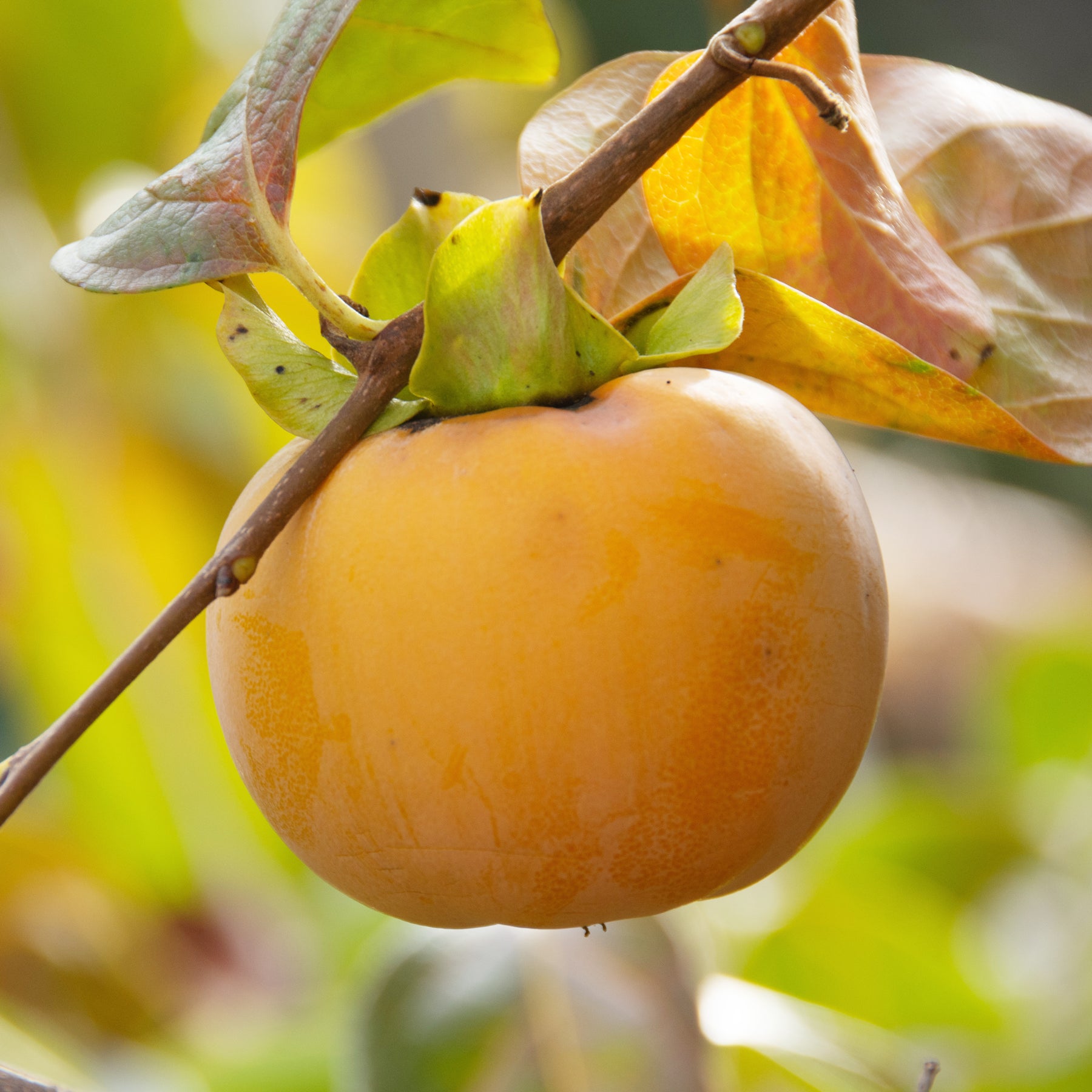 Kakiboom 'Tipo' - Kaki diospyros tipo - Willemse