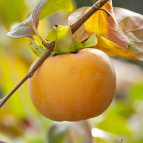 Kakiboom 'Tipo' - Kaki diospyros tipo - Willemse