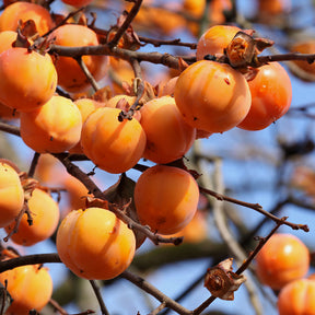Kakibomen - Kakiboom 'Tipo' - Kaki diospyros tipo