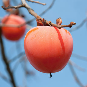 Kakibomen - Kakiboom 'Tipo' - Kaki diospyros tipo