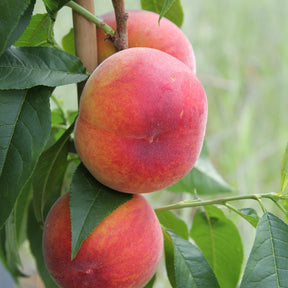 Prunus persica red haven - Perzik 'Red Haven' - Perzikbomen
