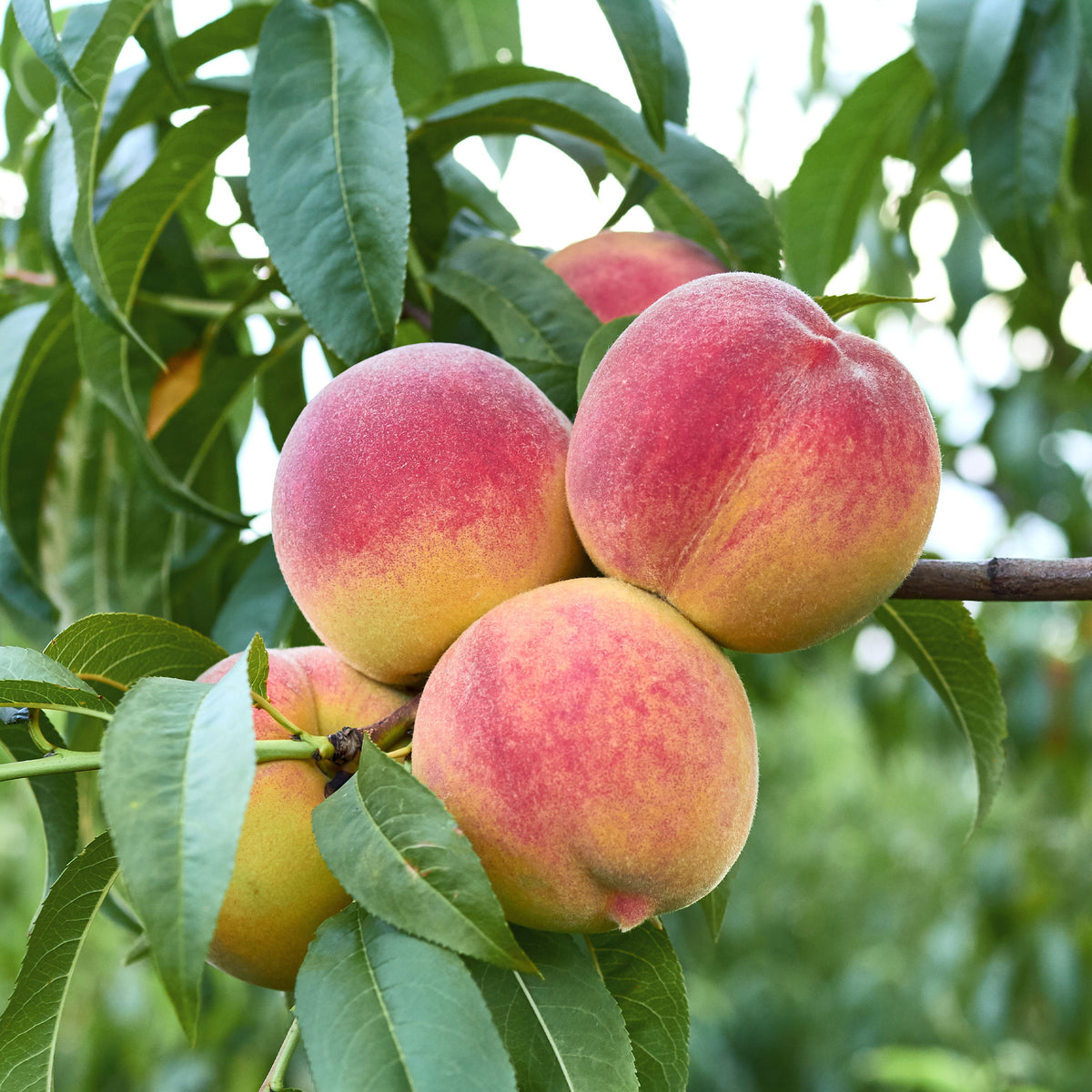 Perzikbomen - Perzik 'Suncrest' - Prunus persica suncrest