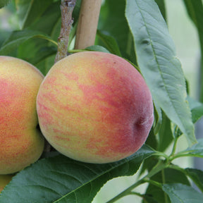 Prunus persica suncrest - Perzik 'Suncrest' - Perzikbomen