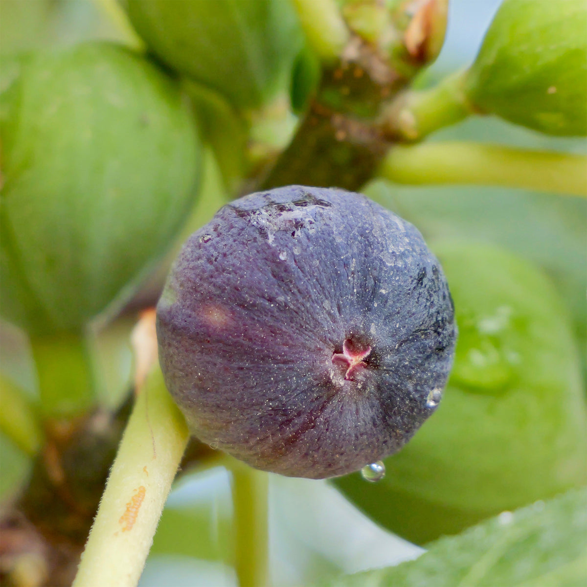 Vijgenboom 'Brogiotto Noir' - Willemse